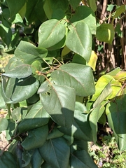 Syringa vulgaris