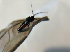 Ectrychotes andreae