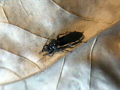 Ectrychotes andreae