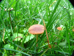 Laccaria laccata