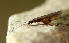 Leuctridae