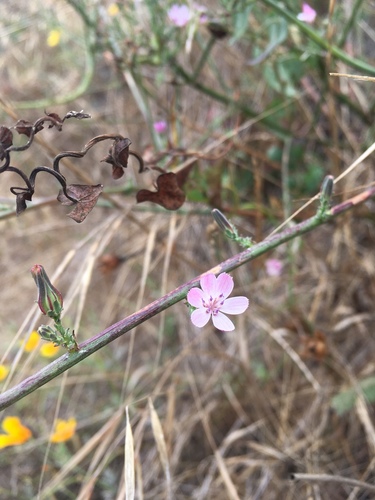 Stephanomeria virgata ssp. virgata