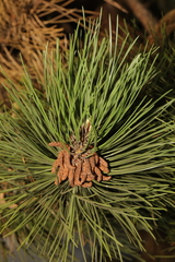 Pinus nigra