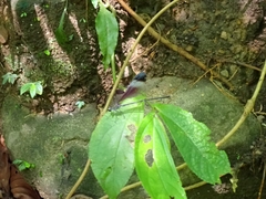 Psolodesmus mandarinus mandarinus