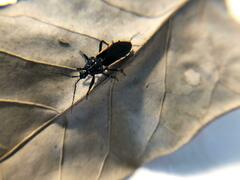Ectrychotes andreae