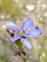 Aristea racemosa