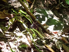 Psolodesmus mandarinus mandarinus
