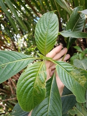 Rubiaceae