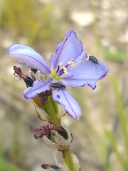 Aristea racemosa