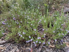 Stylidium laricifolium