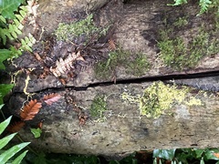 Fuligo septica