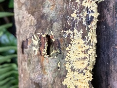 Fuligo septica