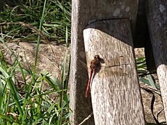 Sympetrum sanguineum