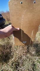 Thinopyrum intermedium