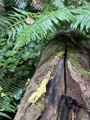 Fuligo septica