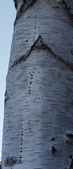Scolytus