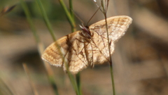 Idaea ochrata