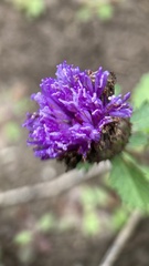 Centratherum punctatum