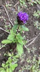 Centratherum punctatum