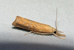 Neodactria luteolellus