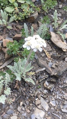 Achillea nana