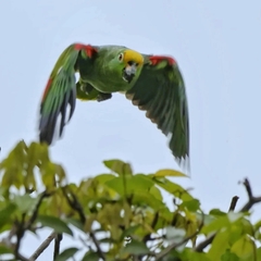 Amazona ochrocephala