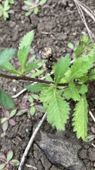 Centratherum punctatum