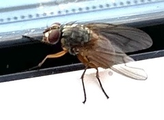 Musca domestica