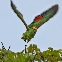 Amazona ochrocephala