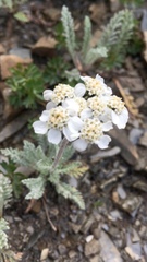 Achillea nana