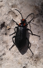 Lytta cribrata