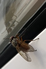 Musca domestica