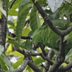 Amazona ochrocephala