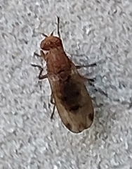 Suillia variegata