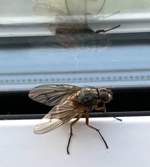 Musca domestica