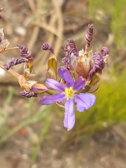 Aristea racemosa