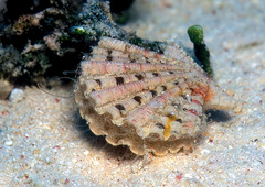 Excellichlamys spectabilis
