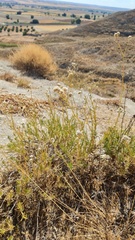 Gypsophila struthium