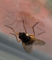 Musca domestica