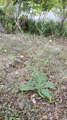 Nicotiana repanda