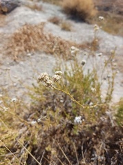 Gypsophila struthium
