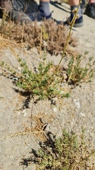 Gypsophila struthium