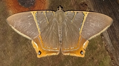 Phrygionis polita