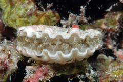 Excellichlamys spectabilis