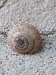 Xeroplexa intersecta