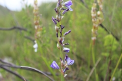 Aristea racemosa