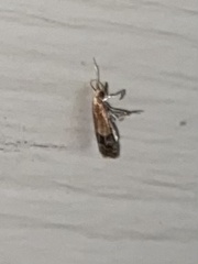 Eulogia ochrifrontella