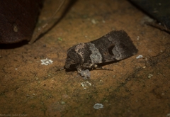 Thoracolopha flexirena