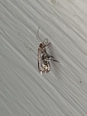 Eulogia ochrifrontella