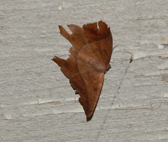 Prochoerodes lineola